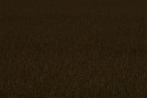 wheat_bkg